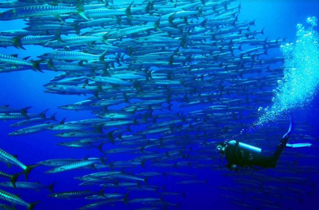 swimming with barracudas