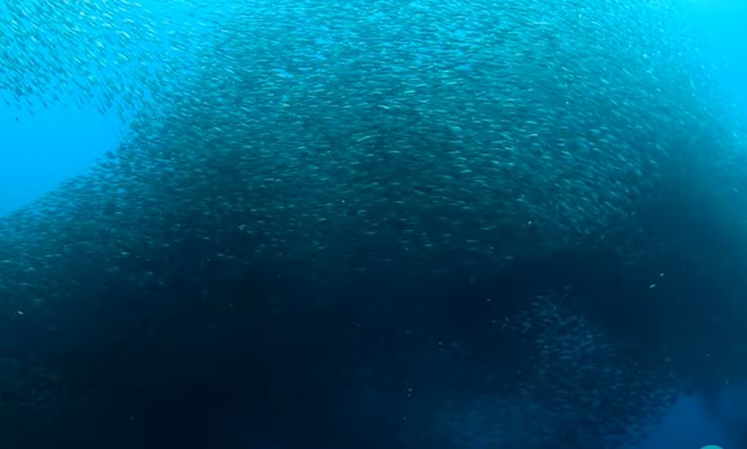 sardine run in moalboal