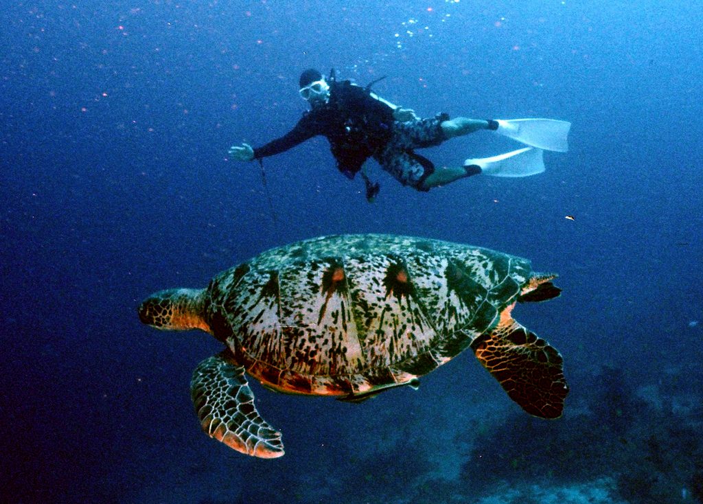 sea turtle encounter