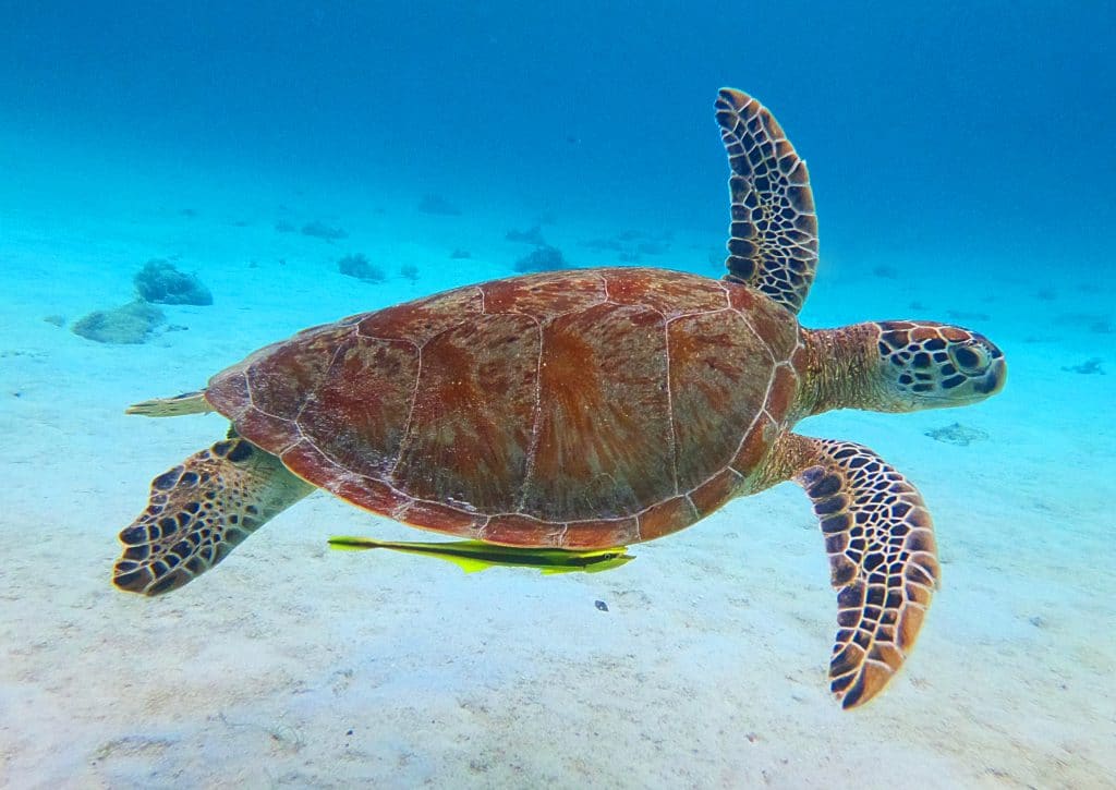 Sea Turtle swimming 